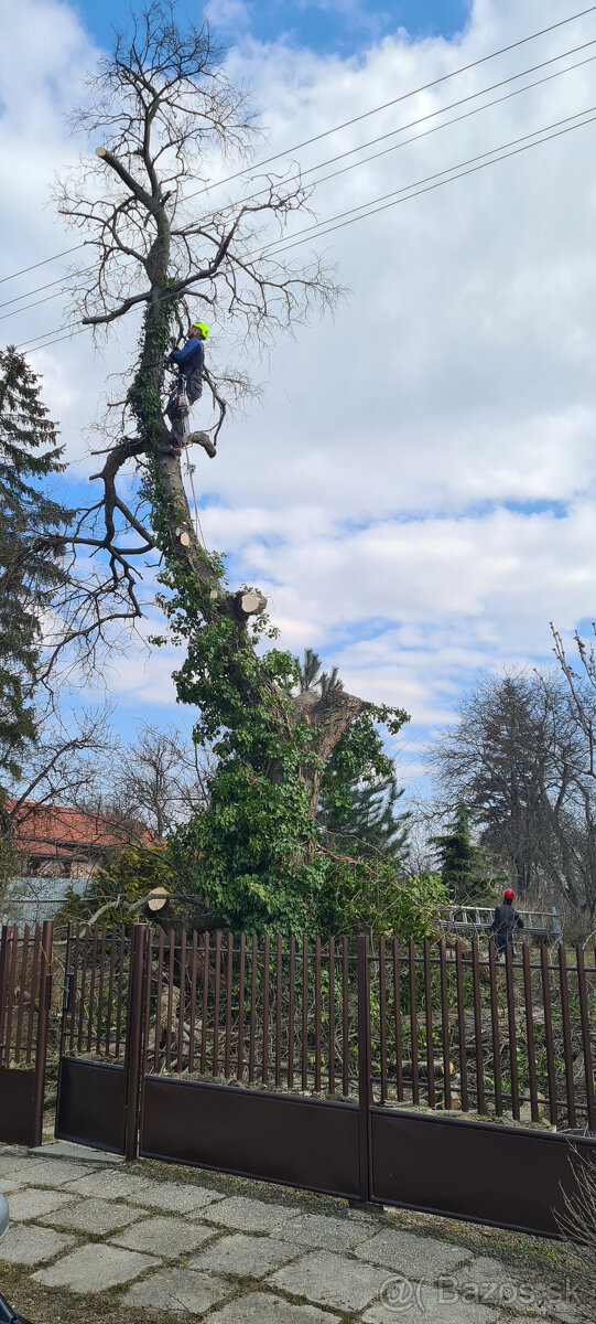 Pilenie a orezavanie stromov - rizikove - 5