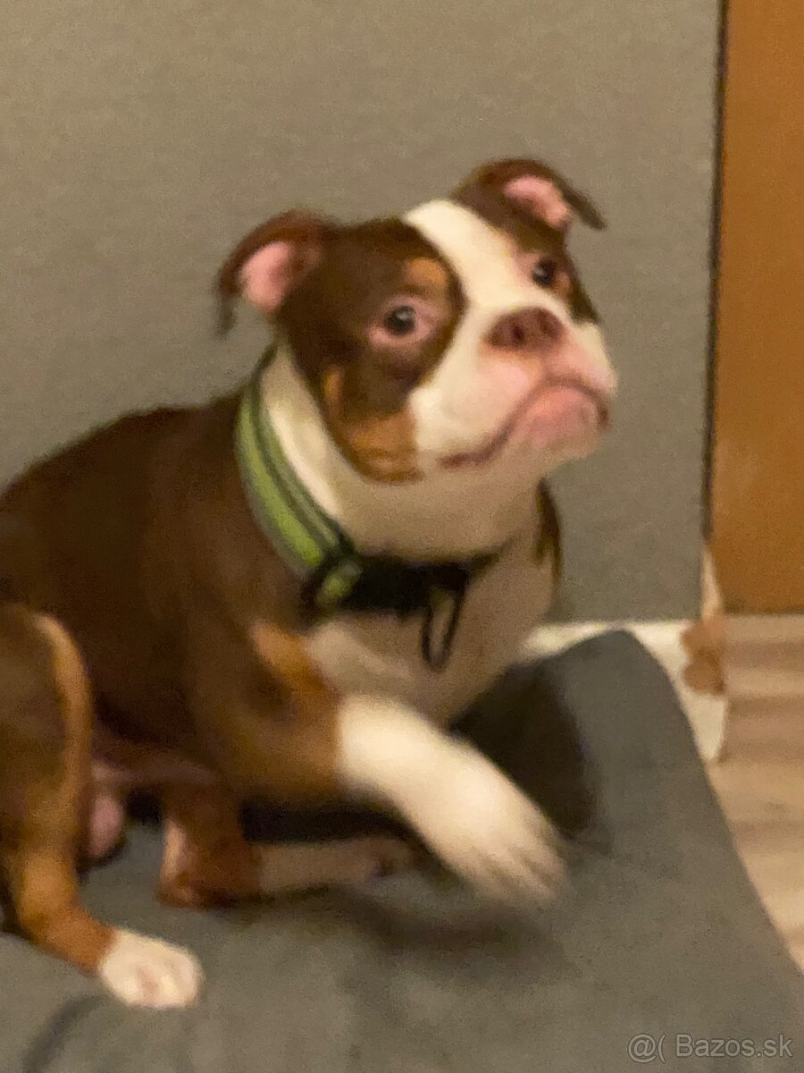 American bully standart - 5