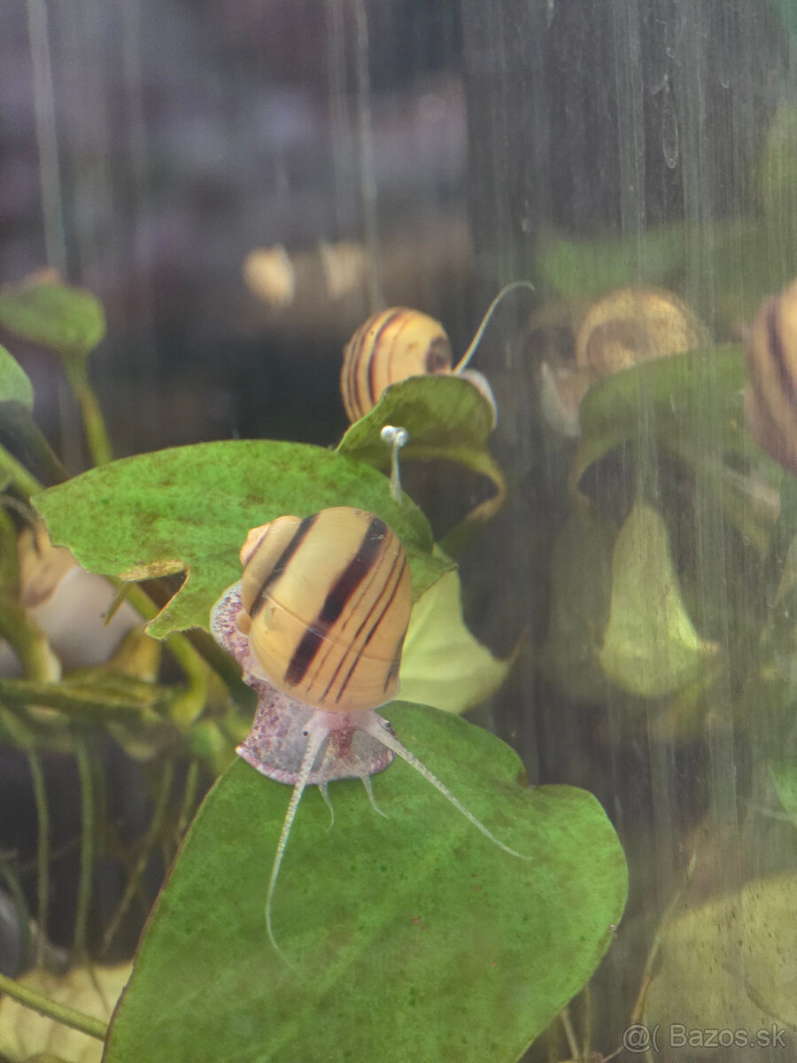 Slimák Mini ampulária špirálová - 5