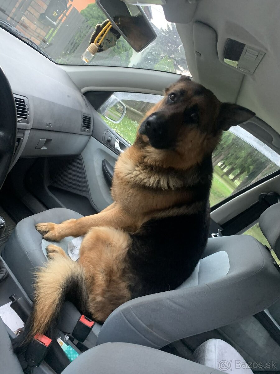 Krížene šteniatka zlaty retriever - 5