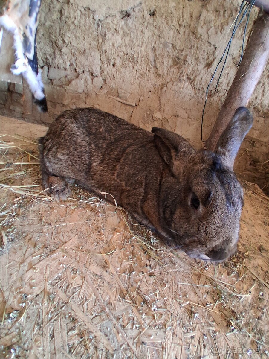 Králiky - 5