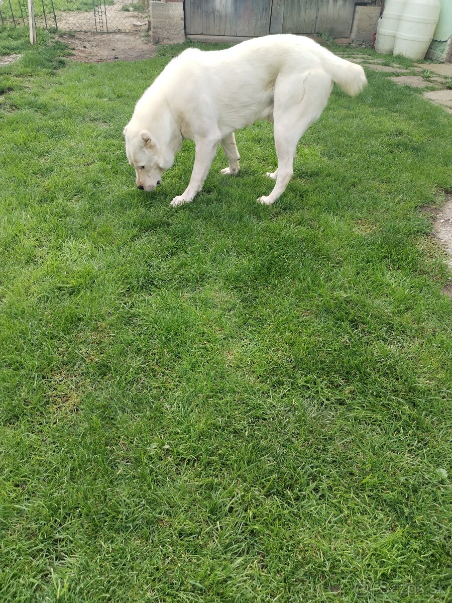 Stredoazijský ovčiak SAO - 5