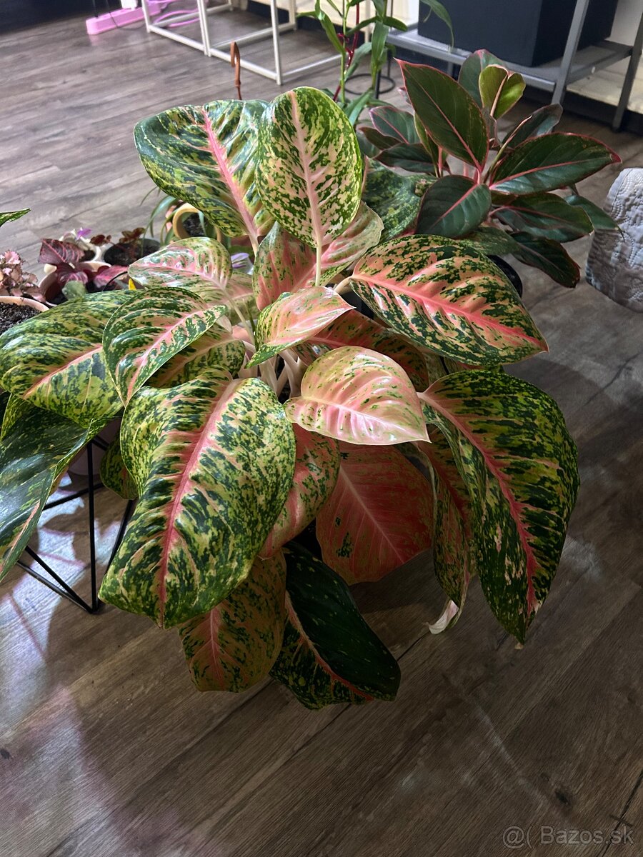 Zbierka izbových rastlín - 5