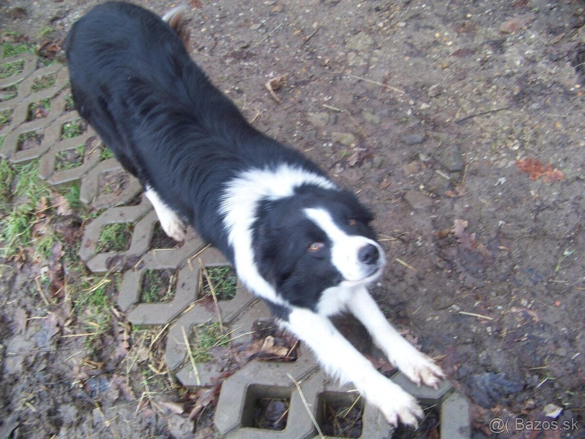 Border kolia šteniatka - 5