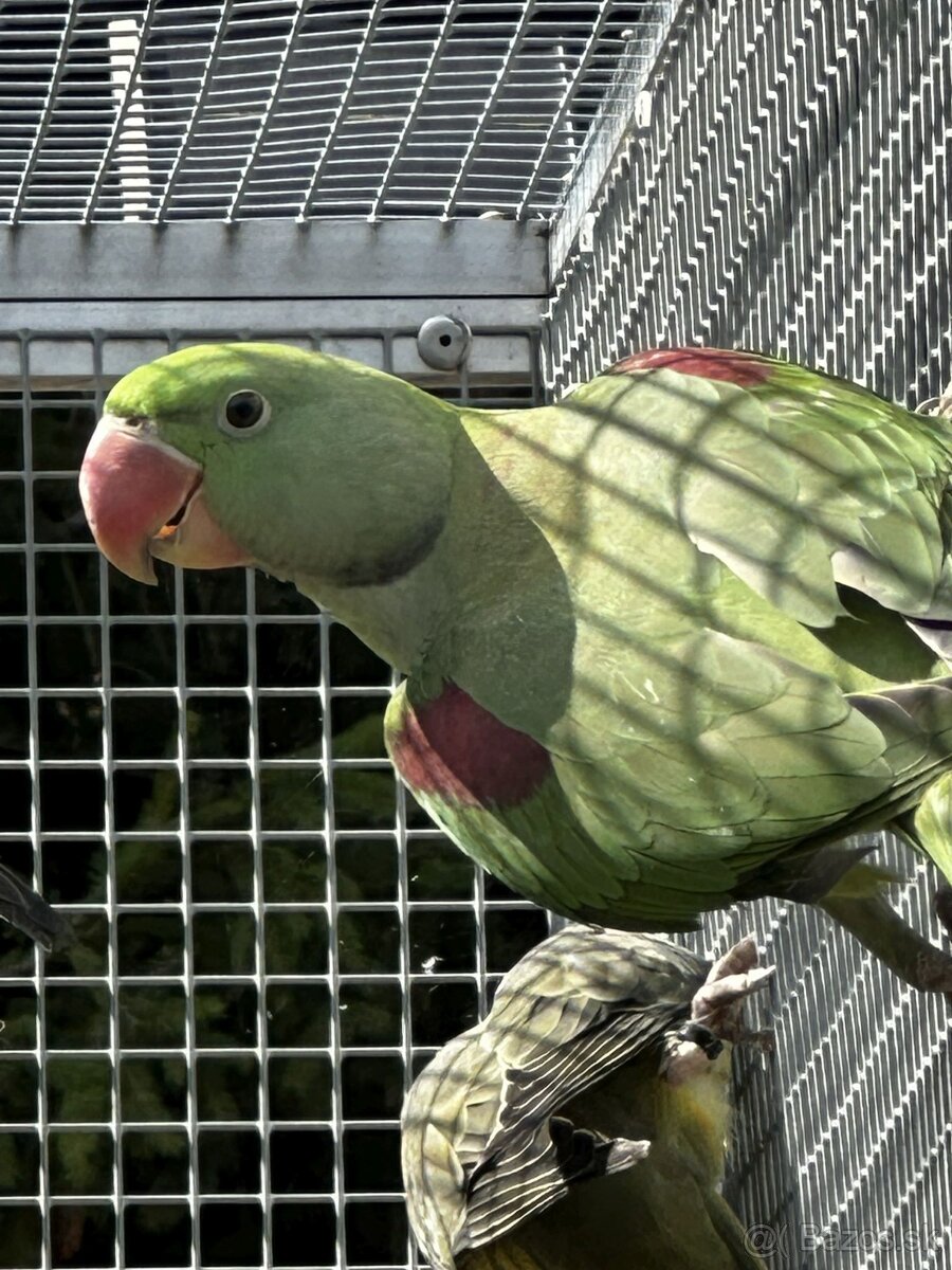 Alexandr velký - BRONZE, ŠEDOZELENÝ - 5
