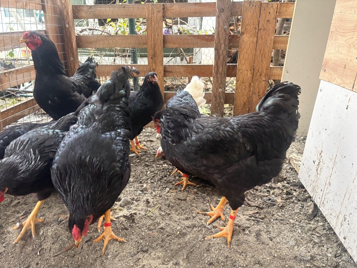 Orávka čierna - Slovenské národné plemeno - 5