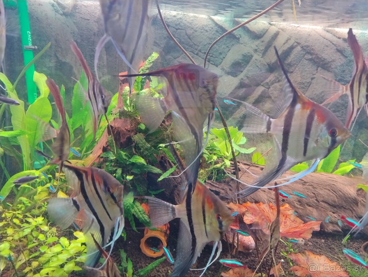 Skalare manacapuru red back 7ks - 5