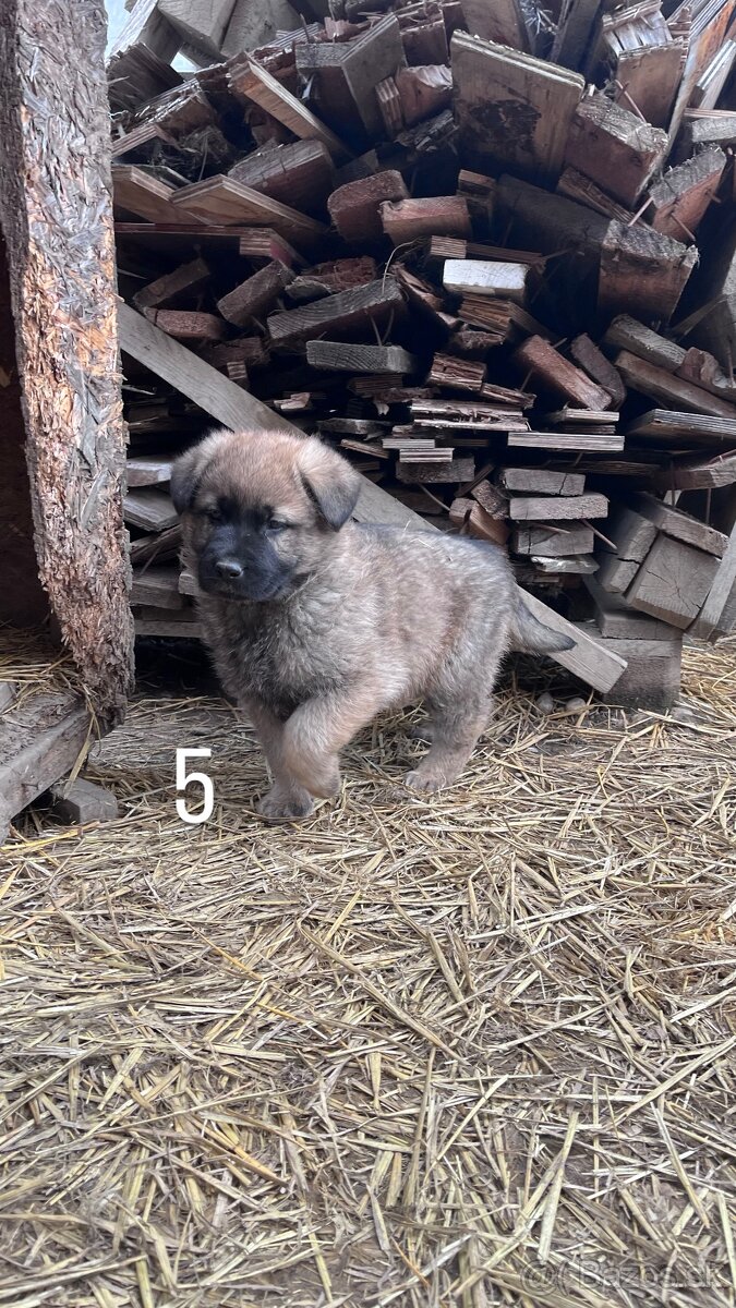 predám 7-týždňové šteniatka - 5