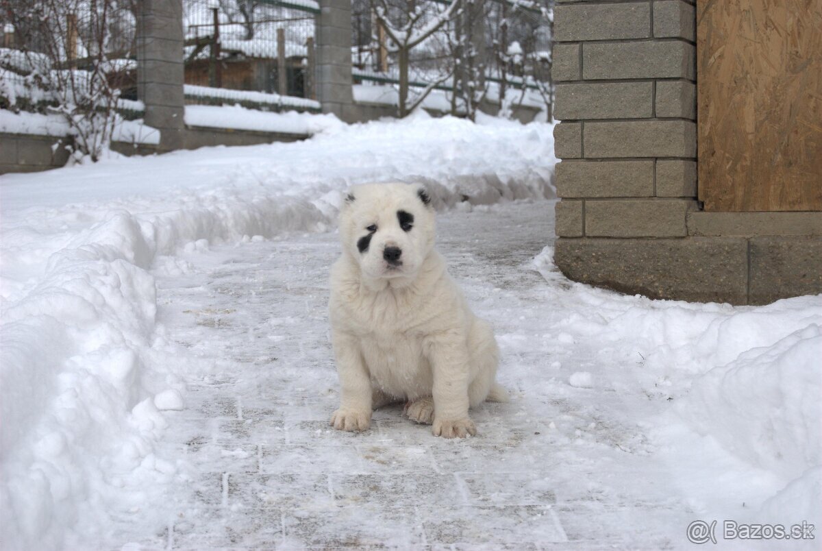 Stredoázijský ovčiak - 5