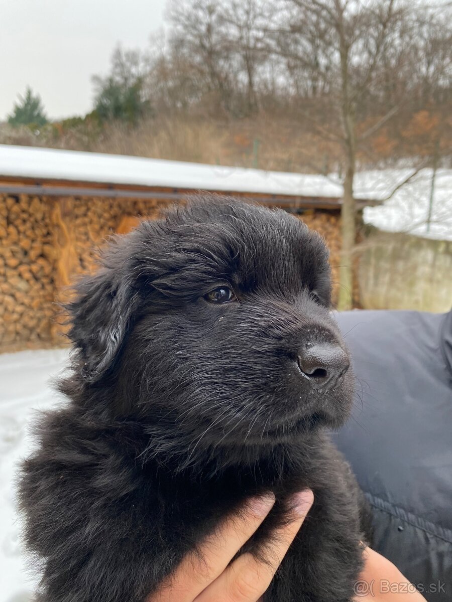 Nemecký ovčiak s PP - 5