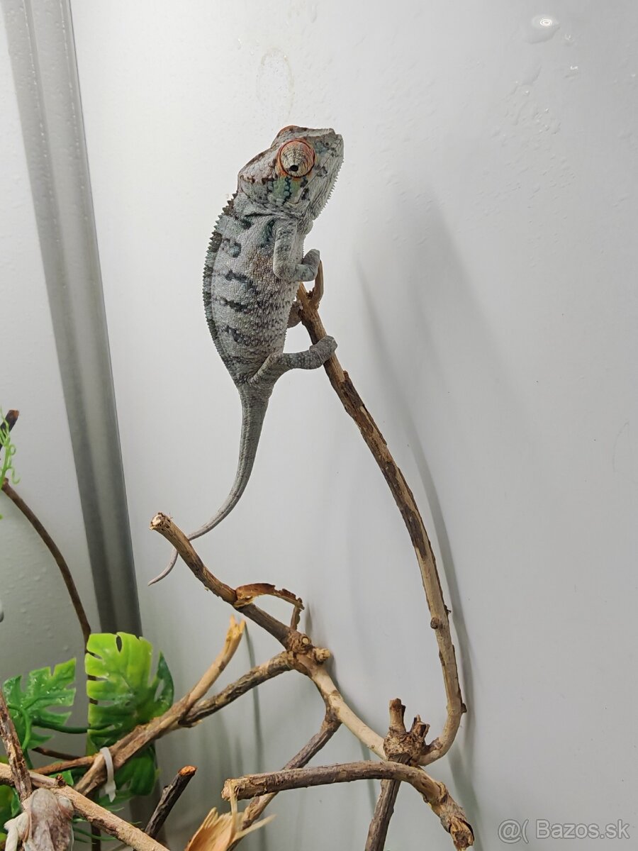 Predám chameleóna pardali nose be - 5