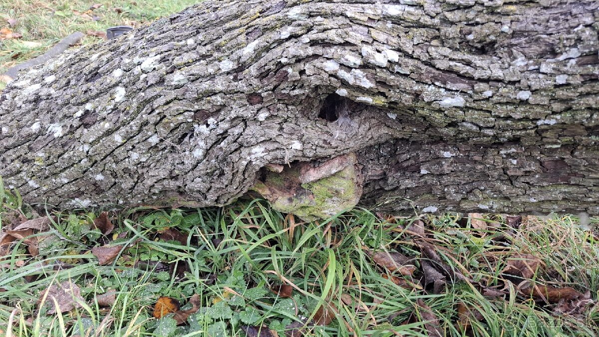 Kmeň hrušky - predám lacno - 5