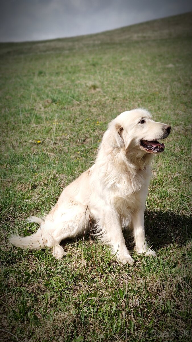 Zlatý retriever-Krytie - 5