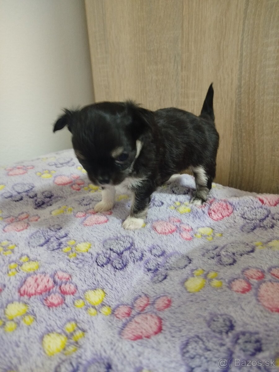 Čivava mini sučka dlhosrsta - 5