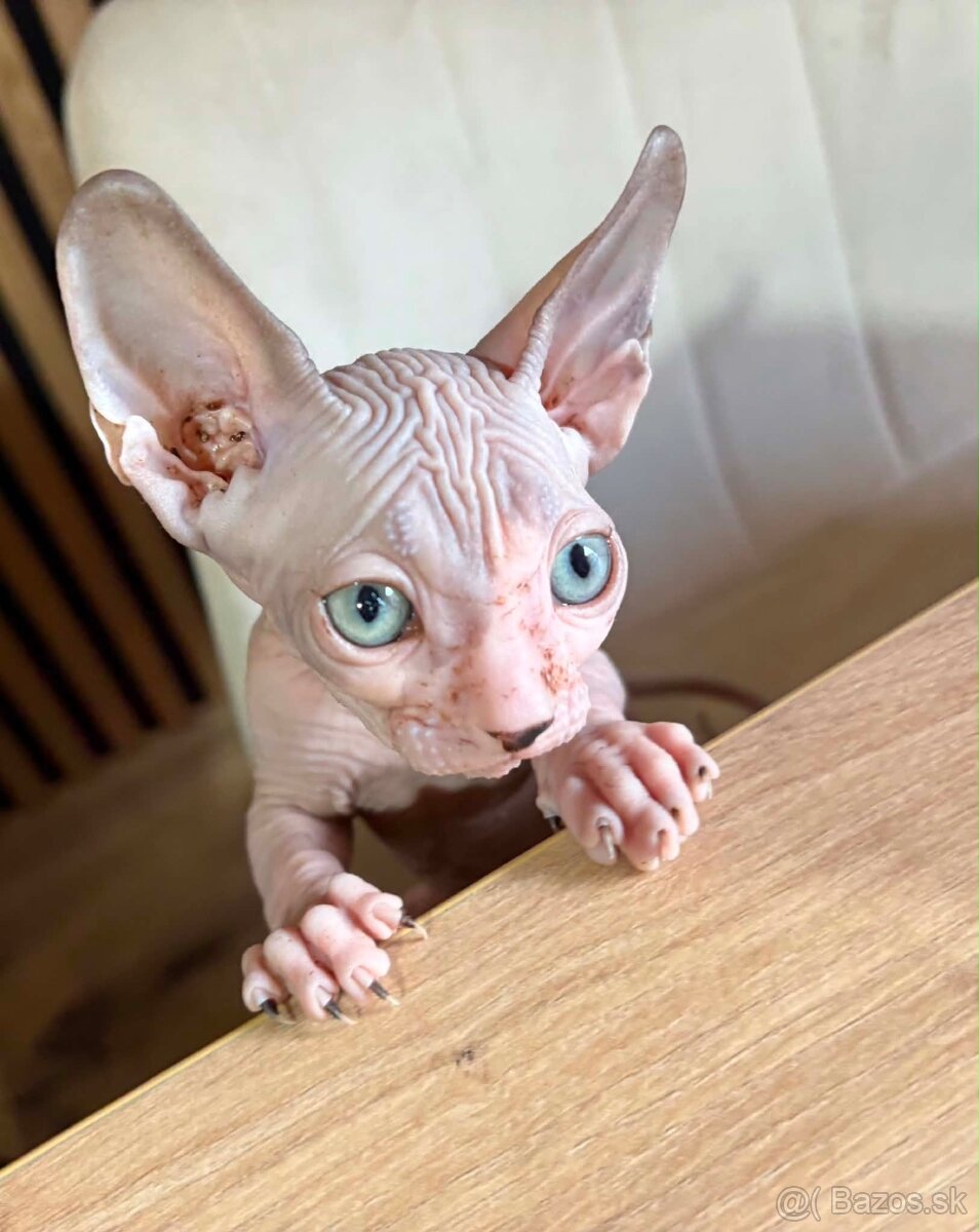 Don sphynx - 5
