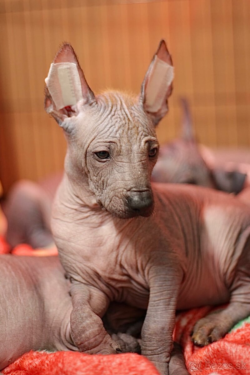 Peruánsky naháč veľký s PP (FCI) - 5