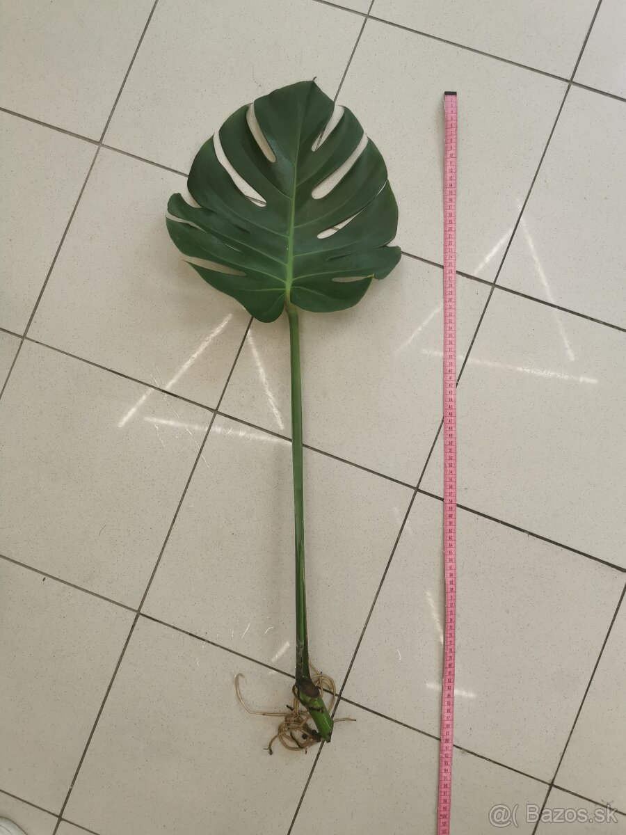 Monstera deliciosa - zakorenená - 5