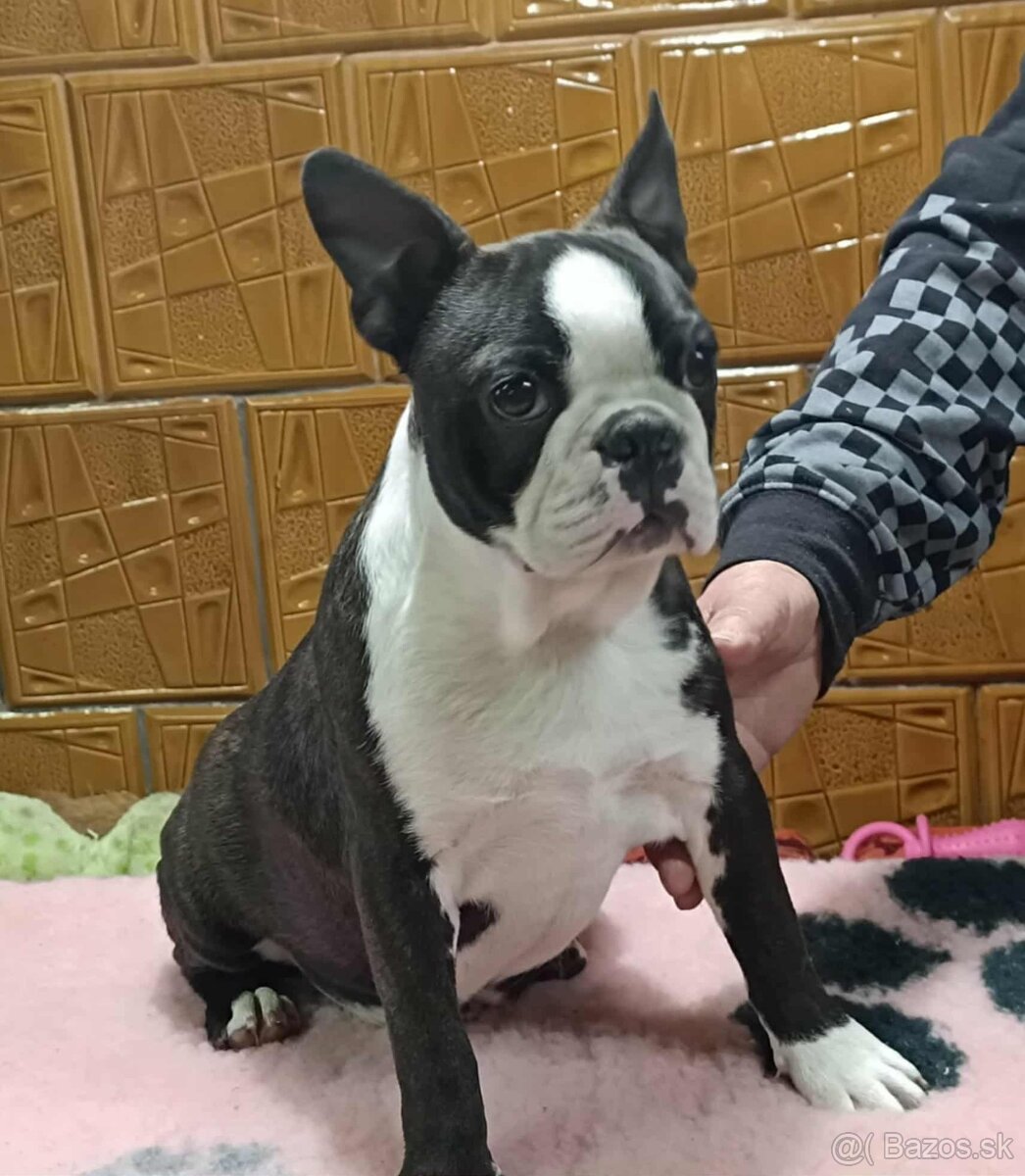 Boston,Bostonský teriér,Boston Terrier s PP - 5