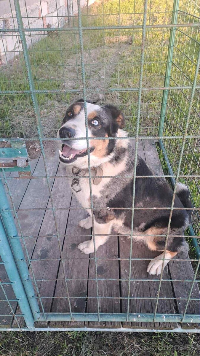 Pastierske šteniatko - 5