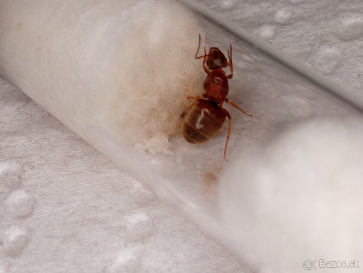 Mravec domácí (Lasius emarginatus) - 5