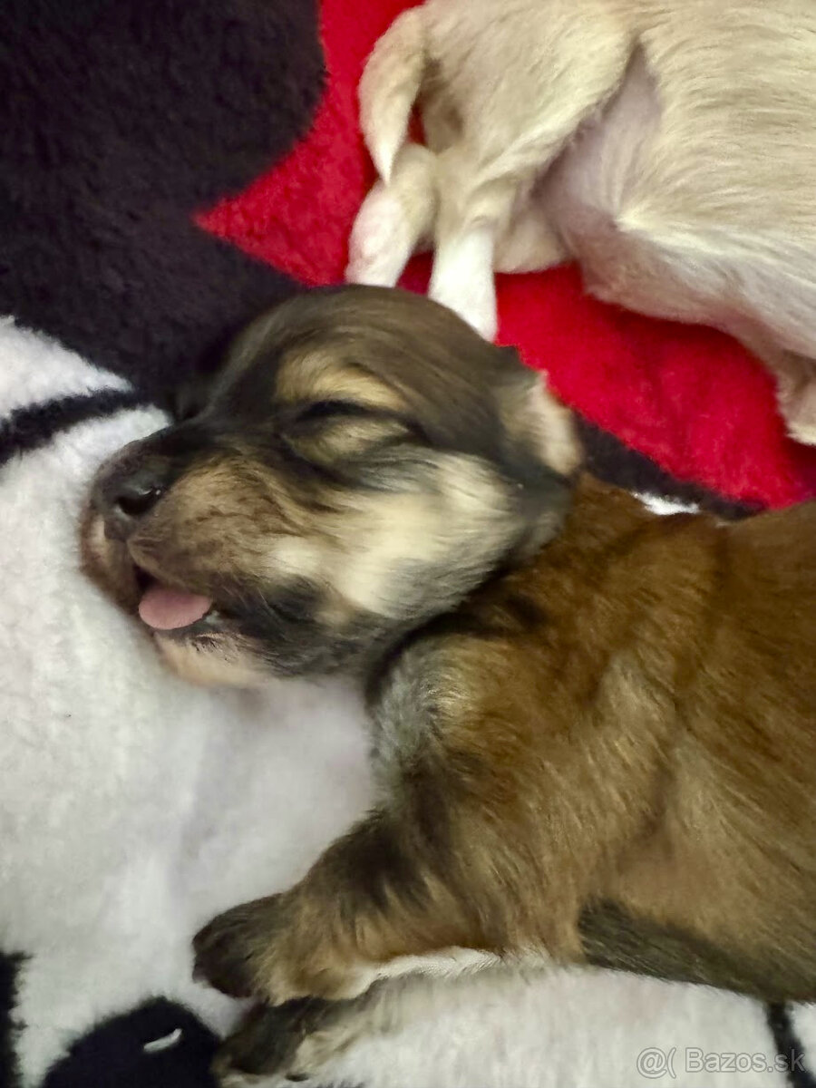 Havanský psík s PP ,Bichon Havanais - 5