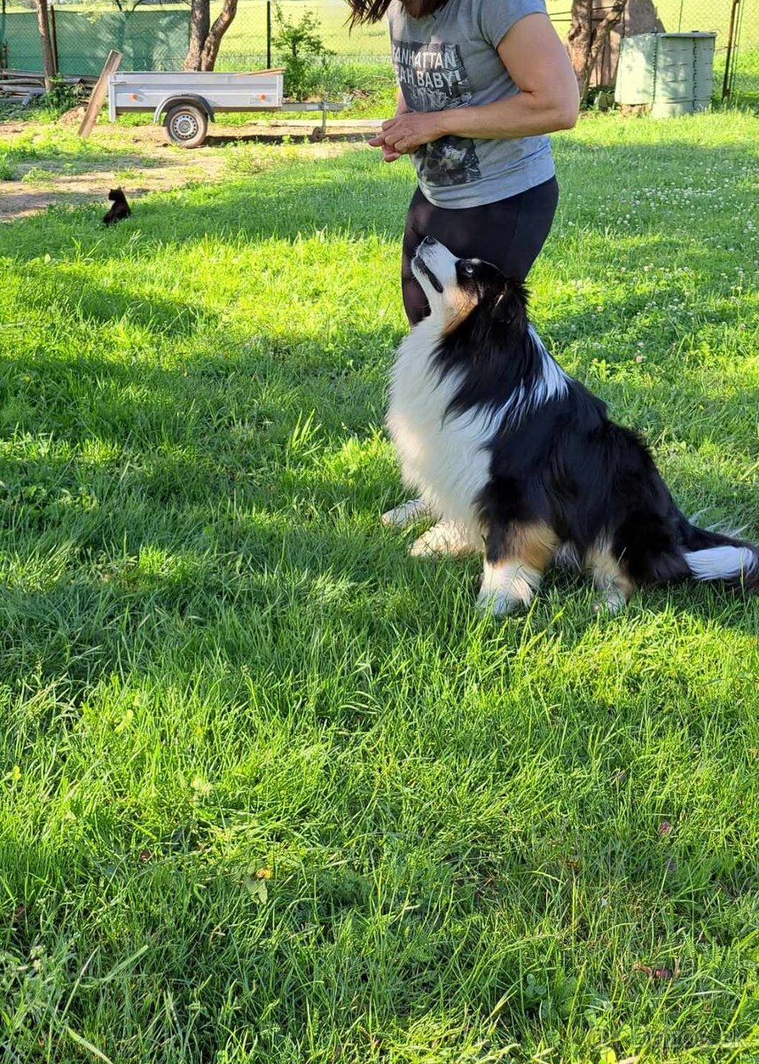 Krytie chovným AUO - 5