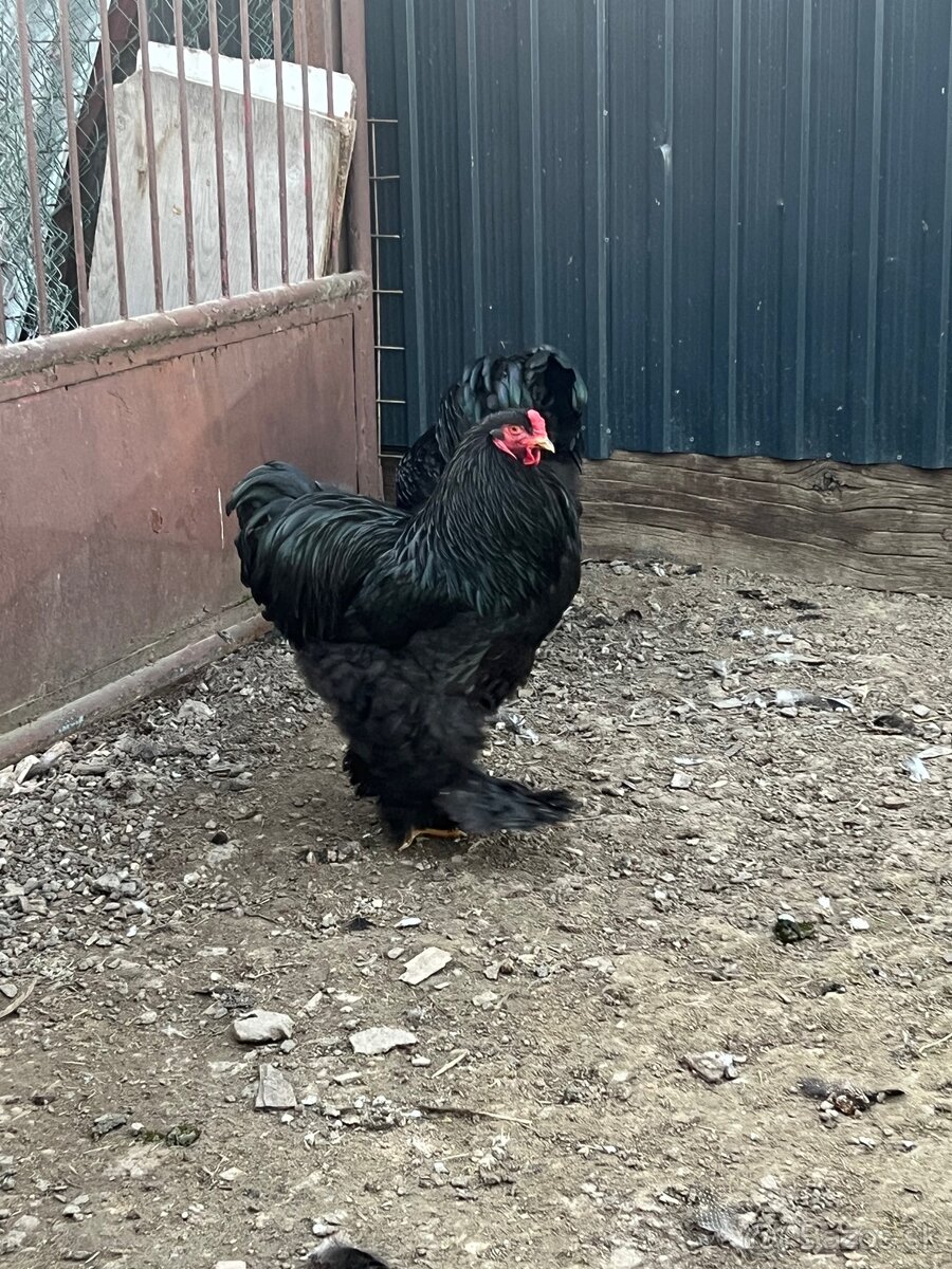 Brahmanka veľká čierna - 5