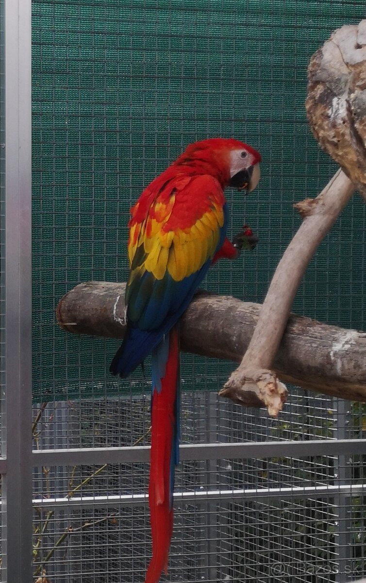 ARA arakanga macao - 5