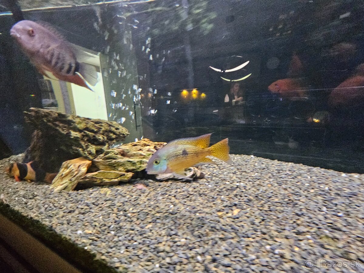 Americke cichlidy - 5