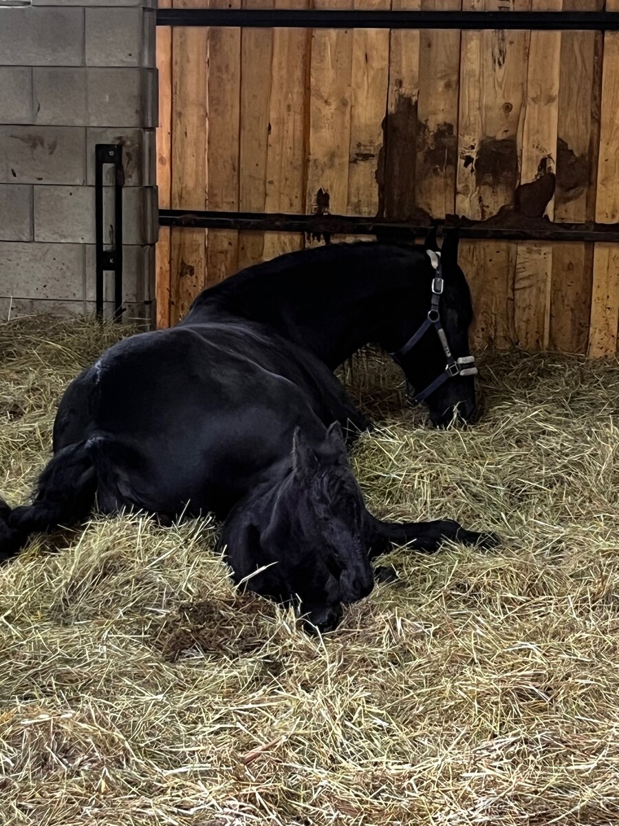 Frízsky žrebec - 5