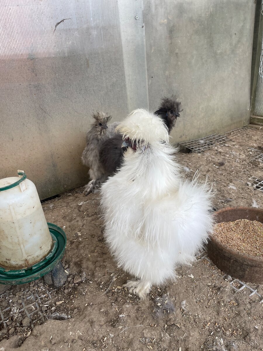 Násadové vajíčka USA hodvábničky - 5