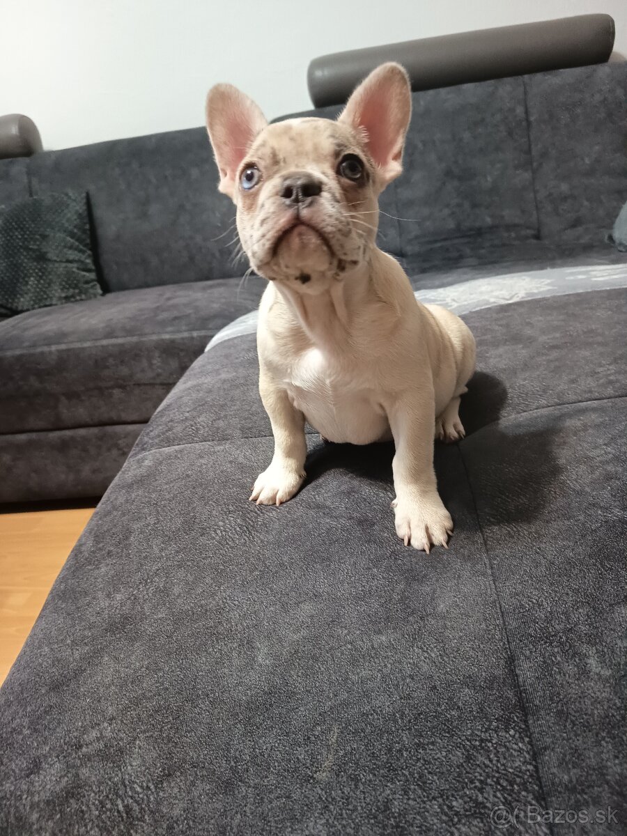 Francúzsky buldocek - 5