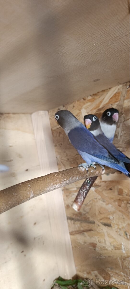 Agapornis škraboškový - 5