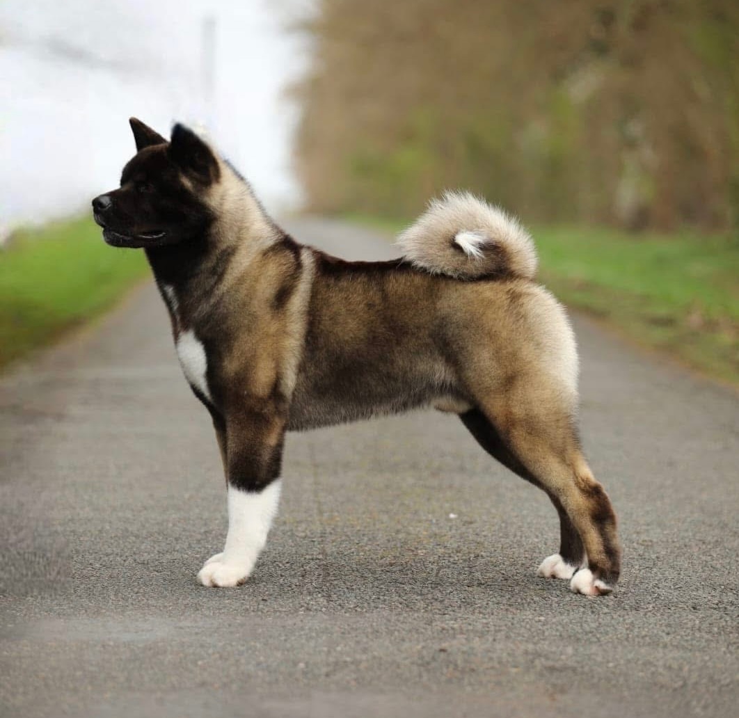 Americká akita - plánovaný vrh ,,D” - 5