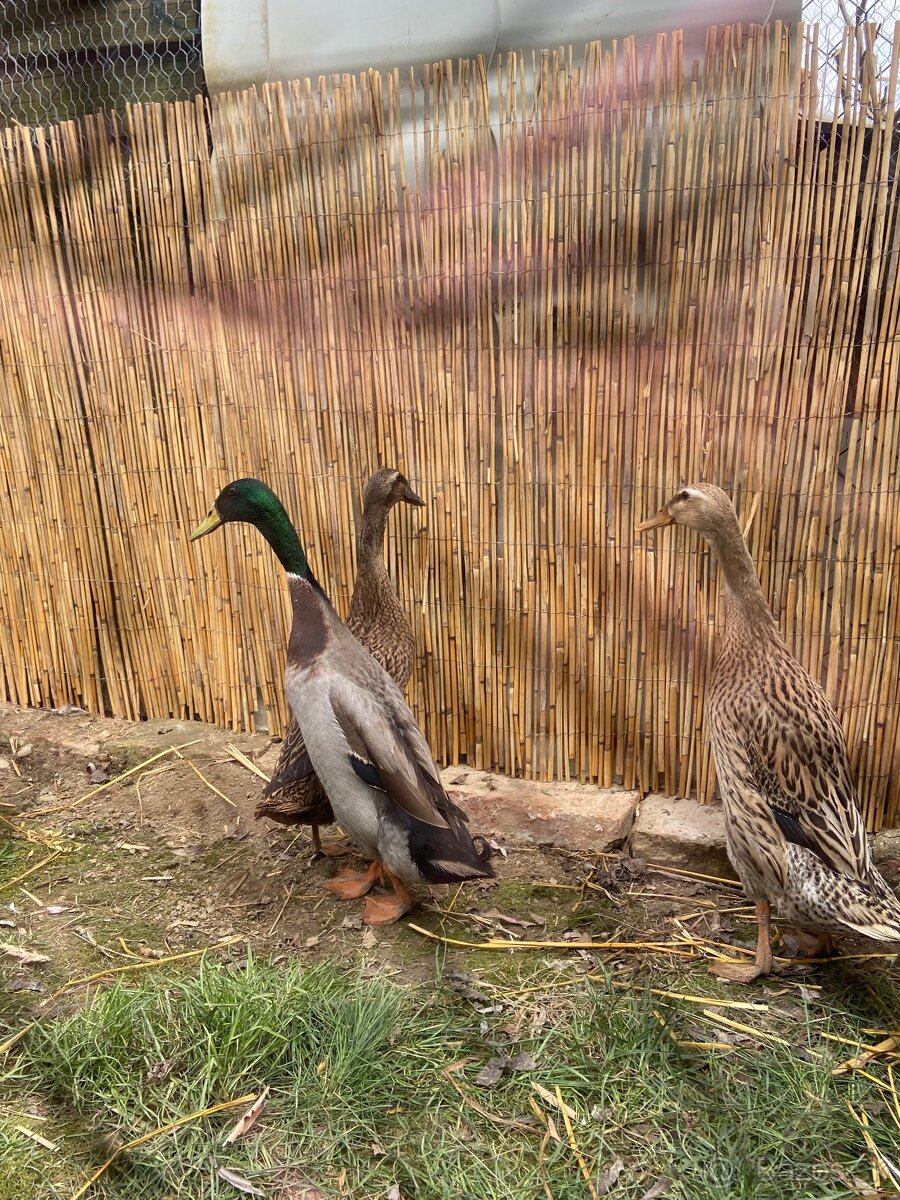 Predám indické bežce - 5