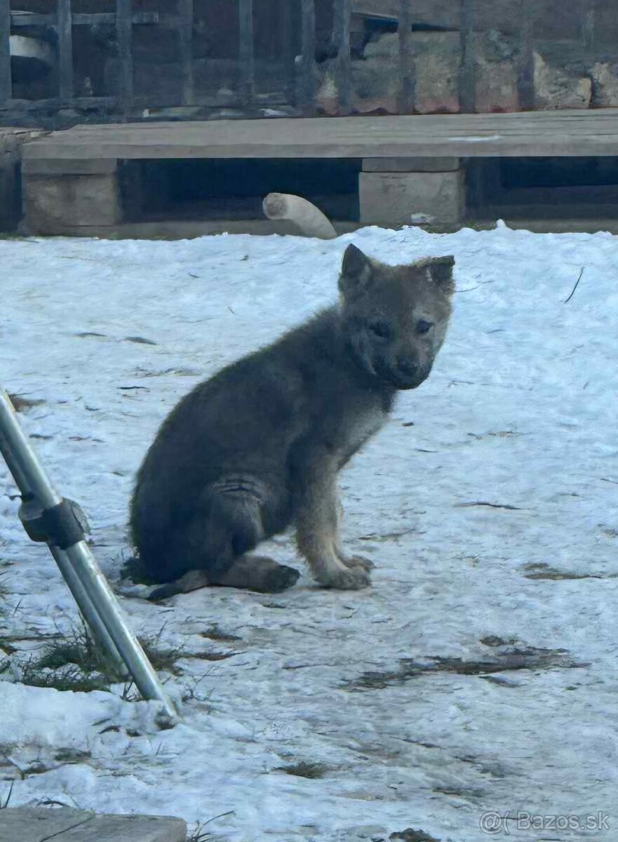 Československý vlčiak - 5