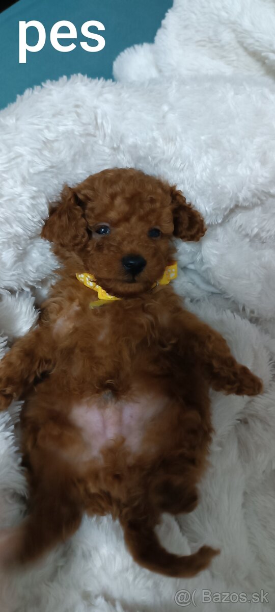 Pudel trpasličí - 5
