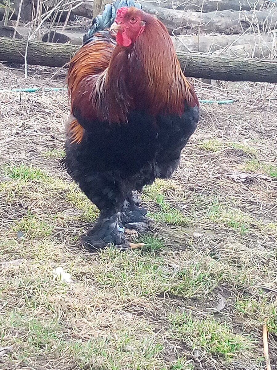 NB Brahma jarabičia 1,50€ - 5