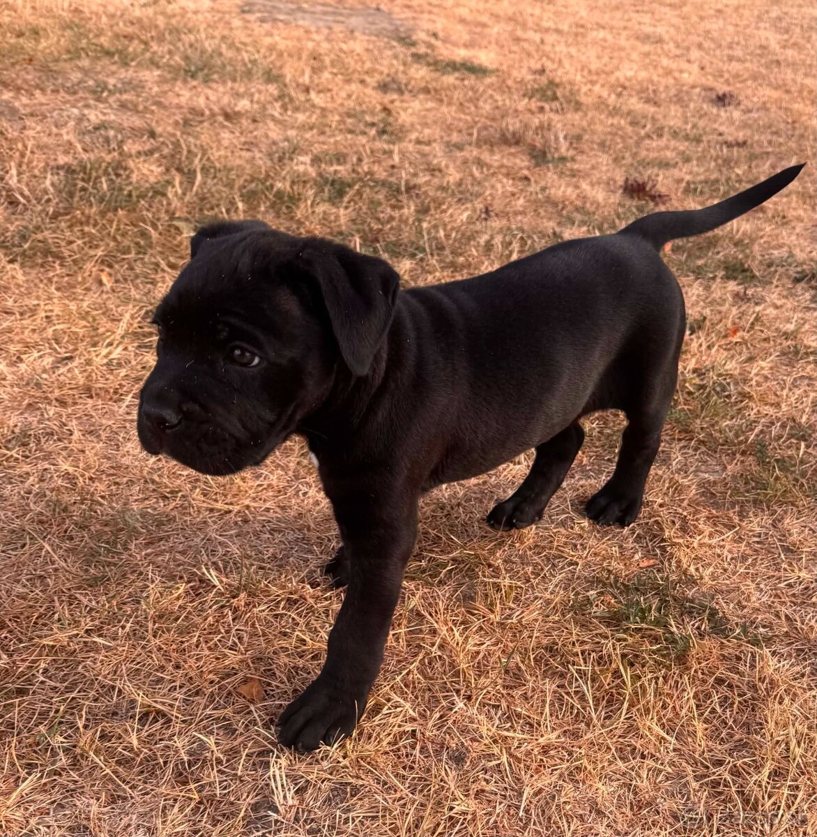 Cane corso - 5