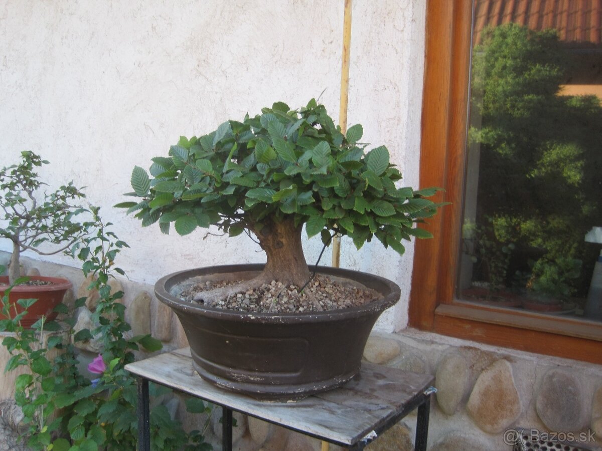 bonsai,bonsaj-JAVOR POLNÝ5 - 5