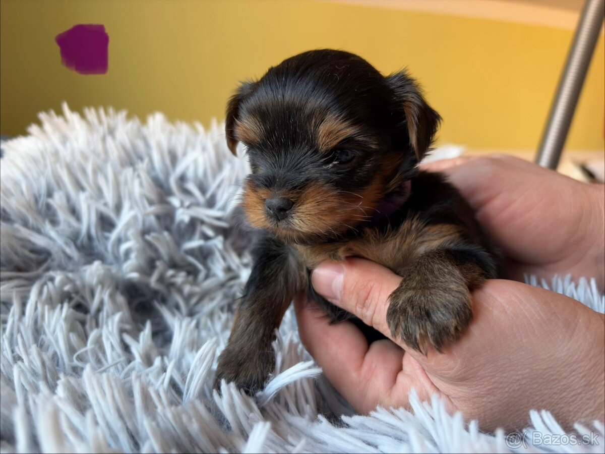 Yorkshire terrier - 5