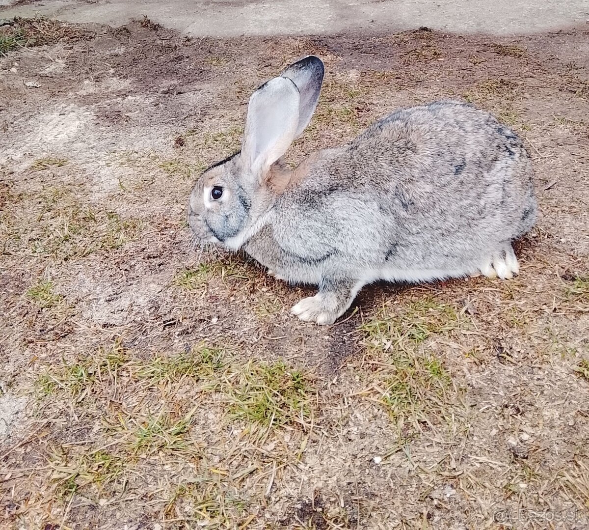 Nemecký obrovitý strakač - 5