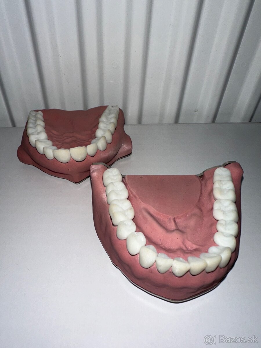 BioVoxel Typodont Čelusť - 5