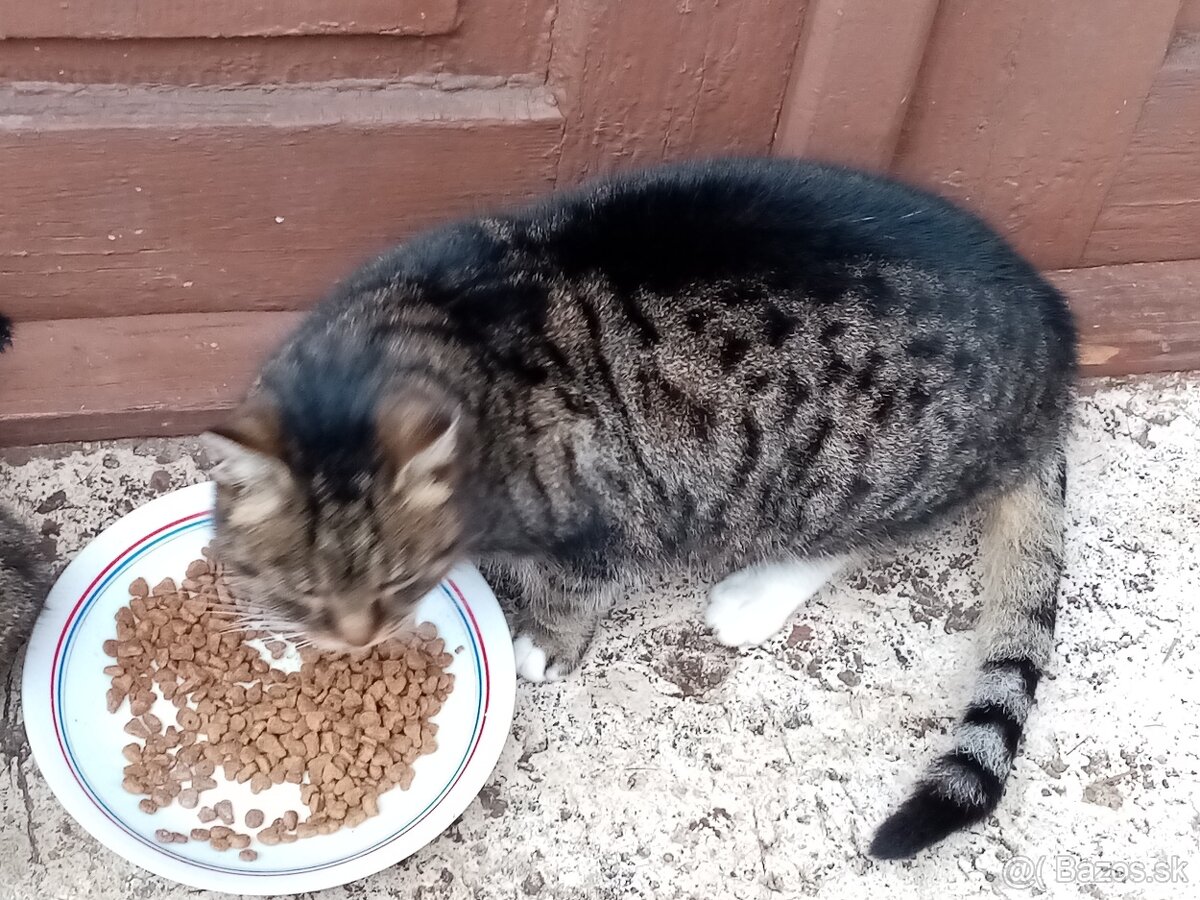 2x mačiatka - 5