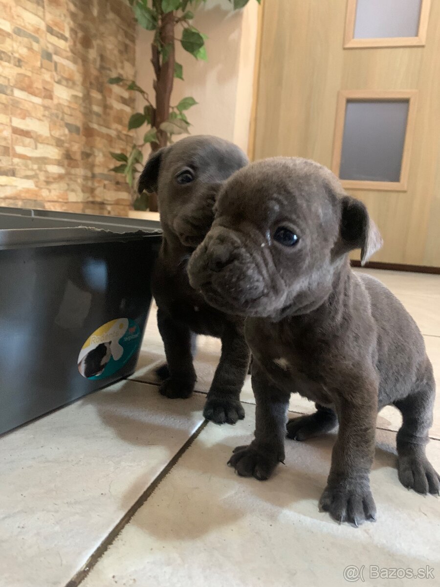 Francúzsky buldoček & Americký buldoček - 5