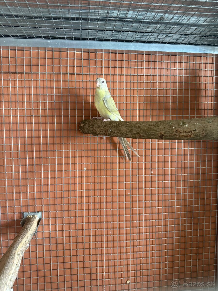 Papagáj spevavý - 5