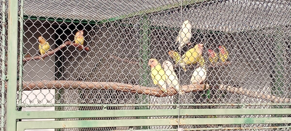 Agapornis ružovohrdlý - 5