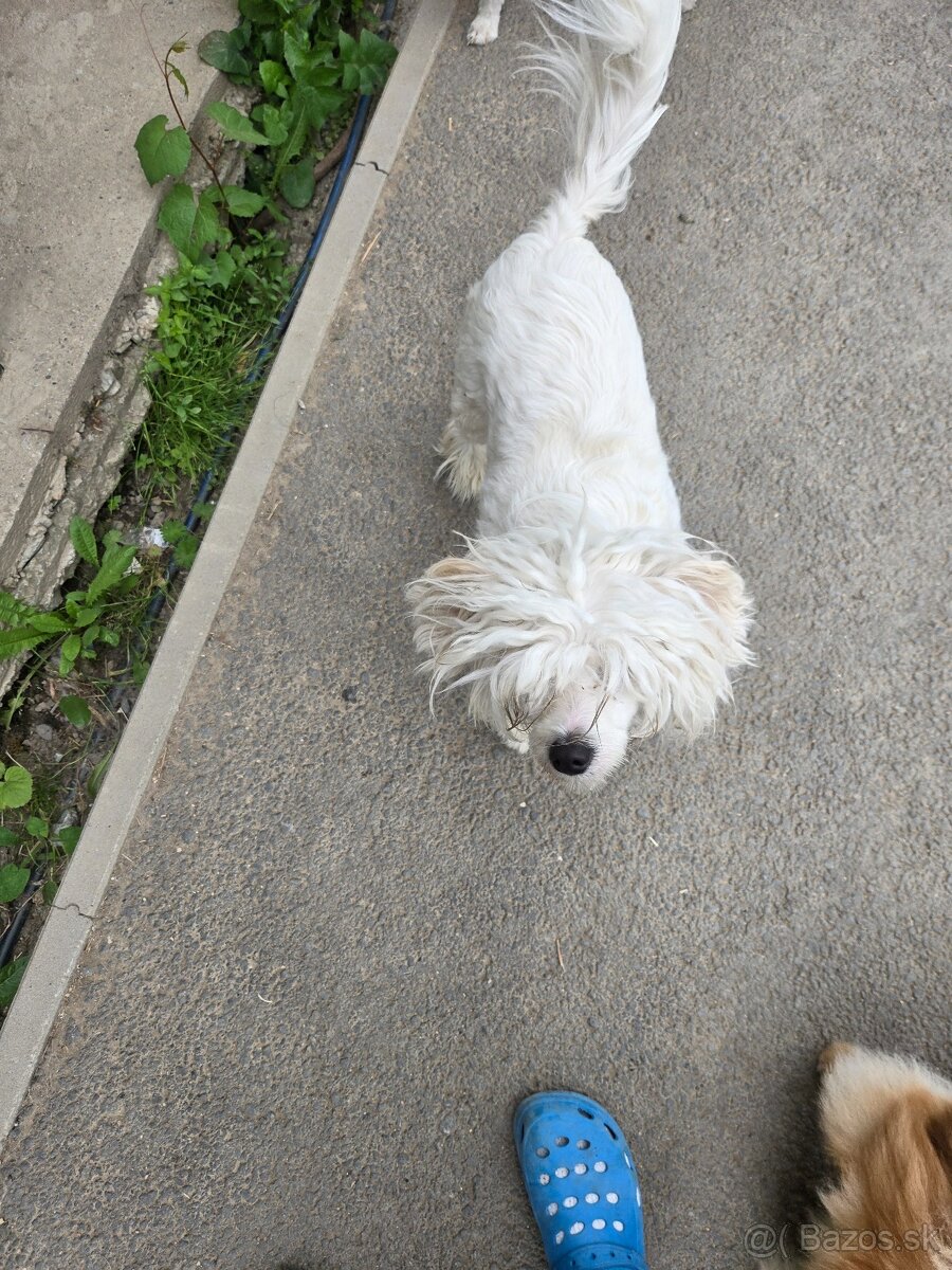 Čínsky chocholatý pes s PP - 5