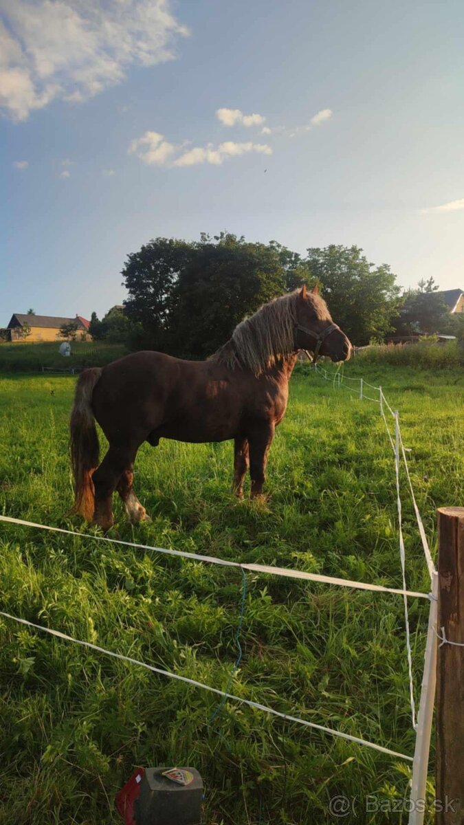 Predám ťažného žrebca - 5