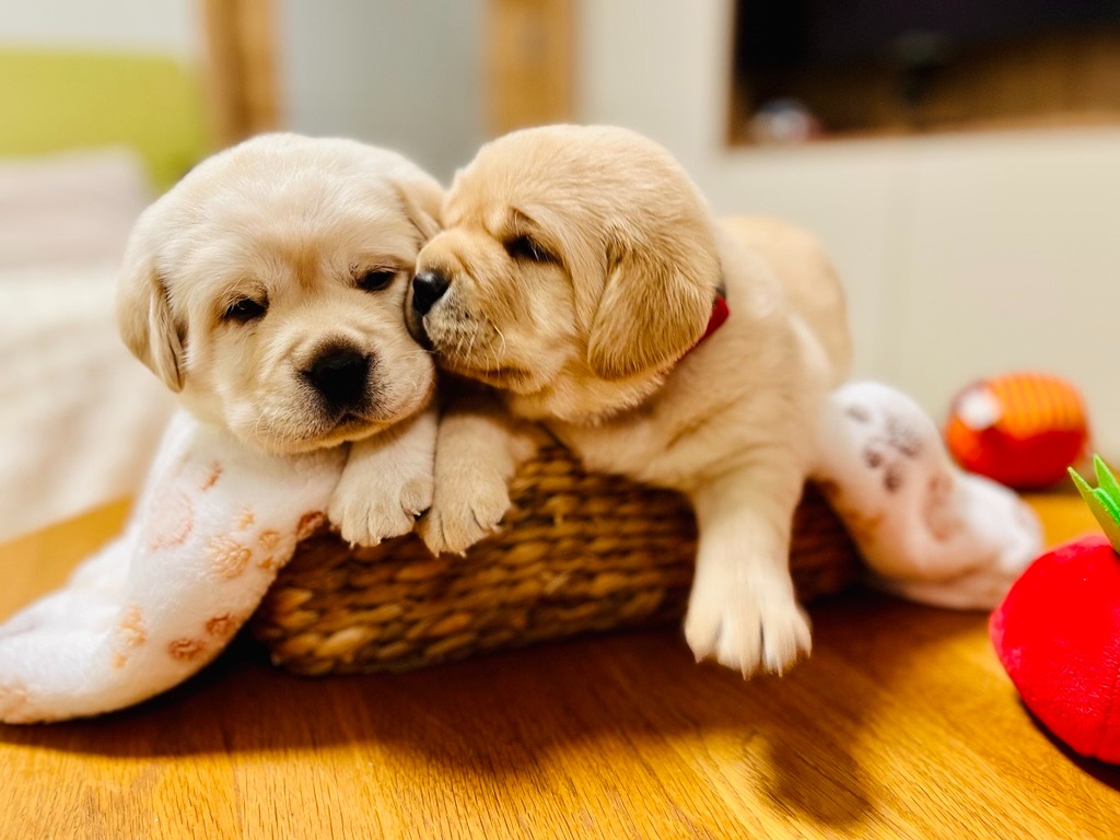 Labrador štěňátka s PP - 5